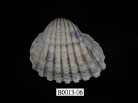 藏品(血蚶)的圖片